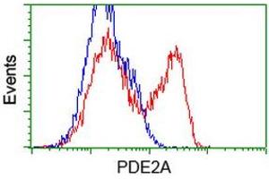 HEK293T cells transfected with either RC207219 overexpress plasmid (Red) or empty vector control plasmid (Blue) were immunostained by anti-PDE2A antibody (ABIN2454182), and then analyzed by flow cytometry. (PDE2A anticorps)
