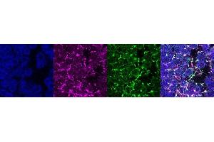 Immunohistochemistry (IHC) image for anti-Coiled-Coil Domain Containing 153 (CCDC153) antibody (ABIN7456205) (CCDC153 anticorps)