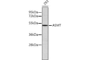 Western blot analysis of extracts of 293 cells, using ASMT antibody (ABIN6134465, ABIN6137204, ABIN7101384 and ABIN7101385). (ASMT anticorps)