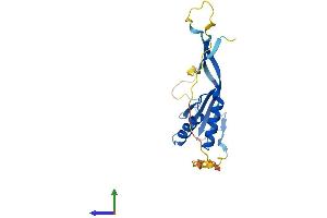 AlphaFold protein structure predicition of Human Recombinant RPP25 Protein, UniprotID Q9BUL9
