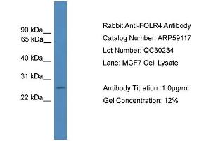 WB Suggested Anti-FOLR4  Antibody Titration: 0.