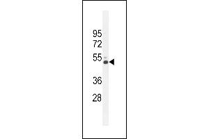 CRFR2 Antibody (D35) (ABIN655389 and ABIN2844937) western blot analysis in K562 cell line lysates (35 μg/lane). (CRHR2 anticorps  (AA 10-39))