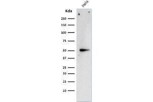 Western Blot Analysis of HeLa cell lysate using Cyclin A2 Mouse Monoclonal Antibody (E67). (Cyclin A anticorps)