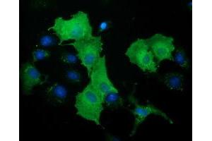 Immunofluorescence (IF) image for anti-DnaJ (Hsp40) Homolog, Subfamily A, Member 2 (DNAJA2) antibody (ABIN1497863) (DNAJA2 anticorps)