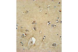 SMS Antibody (ABIN652064 and ABIN2840532) immunohistochemistry analysis in formalin fixed and paraffin embedded human brain tissue followed by peroxidase conjugation of the secondary antibody and DAB staining.