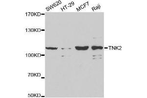 Western blot analysis of extracts of various cell lines, using TNK2 antibody. (TNK2 anticorps  (AA 70-385))