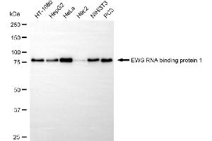 Western blotting analysis using EWS RNA binding protein 1 antibody (ABIN7798537).
