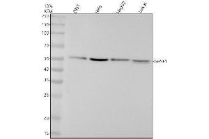 Western blot analysis of GRSF1 using anti-GRSF1 antibody (ABIN7605034).