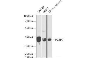 Western blot analysis of extracts of various cell lines using PCBP2 Polyclonal Antibody at dilution of 1:1000. (PCBP2 anticorps)