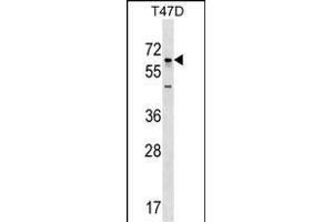 GBP5 Antibody (N-term) (ABIN1539053 and ABIN2848900) western blot analysis in T47D cell line lysates (35 μg/lane). (GBP5 anticorps  (N-Term))