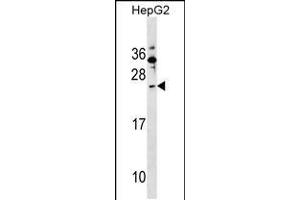 Western blot analysis in HepG2 cell line lysates (35ug/lane). (SHISA5 anticorps  (AA 75-102))
