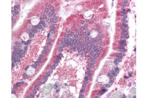 Anti-PPAPDC1B antibody IHC of human small intestine.