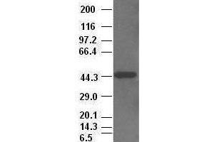 CK19 antibody (2F8) at 1:2500 + HepG2 cell lysate (Cytokeratin 19 anticorps  (AA 240-390))
