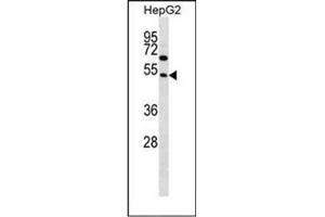 Western blot analysis of FAM83A Antibody  in HepG2 cell line lysates (35ug/lane). (FAM83A anticorps  (Middle Region))