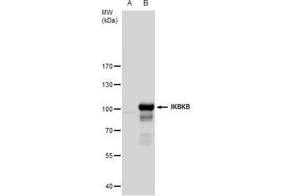 IKBKB antibody  (C-Term)