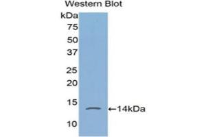 Western Blotting (WB) image for anti-FK506 Binding Protein 1A, 12kDa (FKBP1A) (AA 2-108) antibody (ABIN1858894) (FKBP1A anticorps  (AA 2-108))