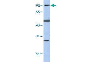 Western Blot analysis of MCF7 cell lysate with CENPI polyclonal antibody  at 0.