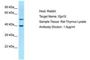 GJa10 anticorps  (AA 251-300)