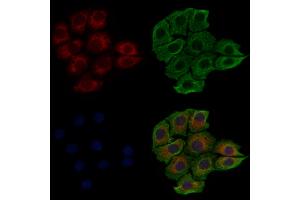 ABIN6257472 and ABIN6274755 staining HepG2 cells by IF/ICC.