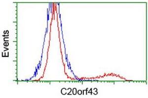 C20orf43 anticorps