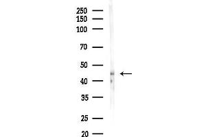 Western blot analysis of lysates from Mouse liver, using FAM46C Antibody at 1/1000 dilution. (FAM46C anticorps  (Internal Region))