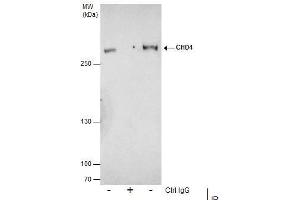 IP Image Immunoprecipitation of CHD4 protein from 293T whole cell extracts using 5 μg of CHD4 antibody, Western blot analysis was performed using CHD4 antibody, EasyBlot anti-Rabbit IgG  was used as a secondary reagent.