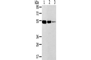 Western Blotting (WB) image for anti-Transmembrane Protease, Serine 11F (TMPRSS11F) antibody (ABIN2427421) (TMPRSS11F anticorps)