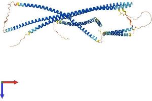 AlphaFold protein structure predicition of Mouse Recombinant Jakmip1 Protein, UniprotID Q8BVL9