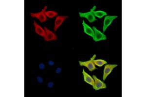 ABIN7095030 and ABIN7099086 staining Hela cells by IF/ICC. (TMEM199 anticorps)
