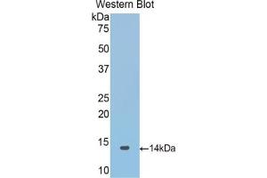 Detection of Recombinant SNCa, Mouse using Polyclonal Antibody to Synuclein Alpha (SNCa)