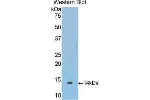 Detection of Recombinant SNCa, Mouse using Polyclonal Antibody to Synuclein Alpha (SNCa) (SNCA anticorps  (AA 23-140))