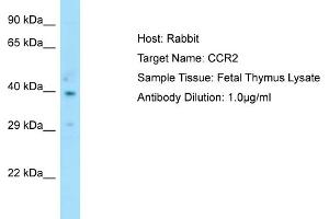 Host: RabbitTarget Name: CCR2Antibody Dilution: 1. (CCR2 anticorps  (C-Term))