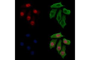 ABIN7094292 and ABIN7098339 staining HepG2 cells by IF/ICC. (HTATSF1 anticorps  (C-Term))