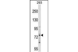 Western blot analysis in 293 cell line lysates (35ug/lane). (ZNF81 anticorps  (N-Term))
