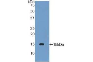 Western blot analysis of recombinant Mouse PLA2G2D. (PLA2G2D anticorps  (AA 21-144))