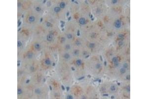 IHC-P analysis of Human Tissue, with DAB staining. (Biglycan anticorps  (AA 49-182))