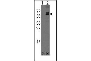 Image no. 1 for anti-Olfactomedin 1 (OLFM1) (C-Term) antibody (ABIN357854) (Olfactomedin 1 anticorps  (C-Term))