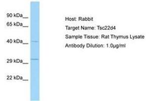 Image no. 1 for anti-TSC22 Domain Family, Member 4 (TSC22D4) (AA 31-80) antibody (ABIN6749806) (TSC22D4 anticorps  (AA 31-80))