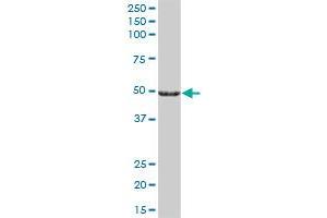 CYP27A1 MaxPab polyclonal antibody.