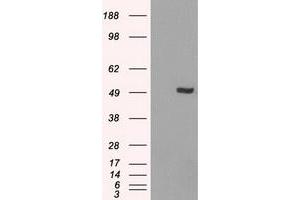 Image no. 4 for anti-Interferon Regulatory Factor 3 (IRF3) antibody (ABIN1498899) (IRF3 anticorps)