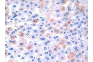 IHC-P analysis of Mouse Liver Tissue, with DAB staining. (EFNA4 anticorps  (AA 1-206))