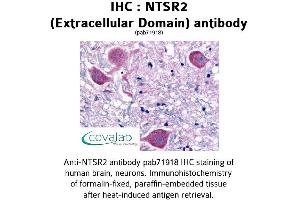 Image no. 1 for anti-Neurotensin Receptor 2 (NTSR2) (3rd Extracellular Domain) antibody (ABIN1737569) (NTSR2 anticorps  (3rd Extracellular Domain))