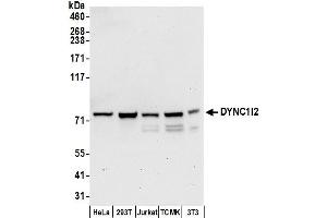 anti-Dynein, Cytoplasmic 1, Intermediate Chain 2 (DYNC1I2) (AA 588-638) antibody