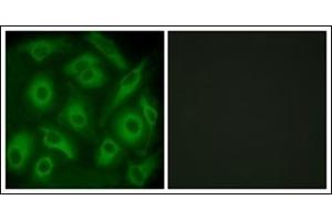 Immunofluorescence analysis of HeLa cells, using CDH23 Antibody. (CDH23 anticorps  (N-Term))