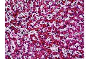 Anti-PIK3CA antibody IHC of human liver. (PIK3CA anticorps  (Internal Region))