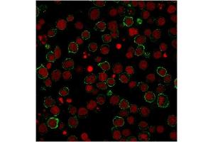 Immunofluorescent staining of Jurkat cells using CD28 Mouse Monoclonal Antibody (CB28) followed by goat anti-Mouse IgG conjugated to CF488 (green).