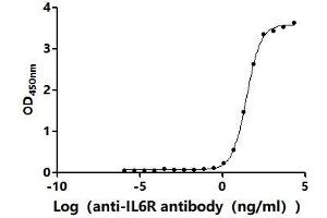 Measured by its binding ability in a functional ELISA.