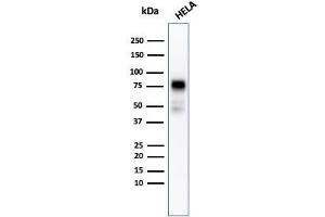 Western blot analysis of HeLa cell lysate using CD44 Recombinant Mouse Monoclonal Antibody (rHCAM/918). (Recombinant CD44 anticorps)