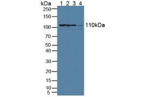 Figure. (XPO1 anticorps  (AA 917-1071))
