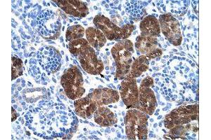 Image no. 1 for anti-Dopa Decarboxylase (Aromatic L-Amino Acid Decarboxylase) (DDC) (N-Term) antibody (ABIN203356)